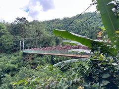 -西双版纳原始森林公园