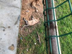 -合肥野生动物园