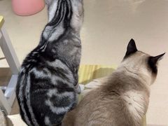 -藏猫猫咖啡主题馆(中央大道店)