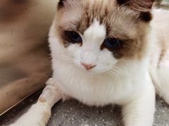 -伟伟宠物医院·瑞派猫友好医院·猫科(光谷店)