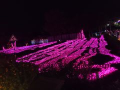 -大塘金香草谷