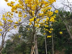 -中山市树木园