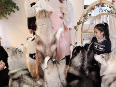 -Husky Go! 哈士奇体验馆·宠物咖啡厅狗咖