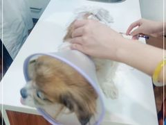 -瑞派动物医院·绝育·犬猫全科·预防医学(光景江南中店)