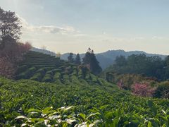 -雁南飞茶田景区