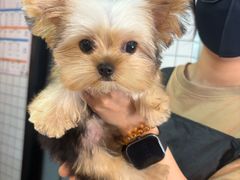 -贝贝宠物乐园(常青花园店)