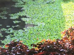 -荔湾湖公园