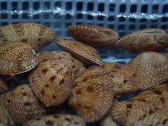 -吉友粥底火锅(方斜路店)