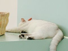 -怪兽屋·羊驼·猫咖·狗咖(俊华广场店)
