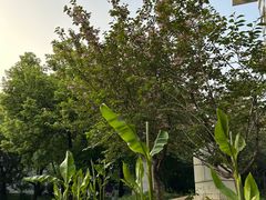 -武汉大学-樱园