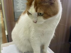 -瑞鹏宠物医院·宠保定点·心脏科·内科(御桥分院)
