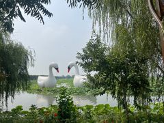 -荷花荡