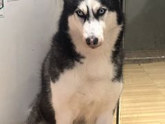 -喵小馆·猫咖狗咖猪咖·饮品店