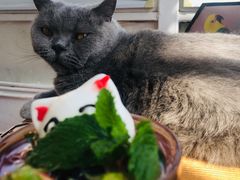 -猫小院猫主题咖啡厅(北锣店)