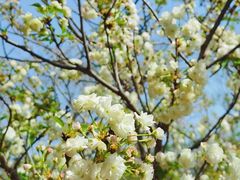 -天适樱花悠乐园