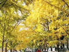 -三里屯东五街银杏大道
