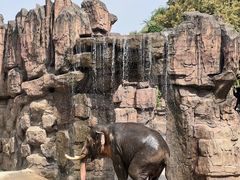 -成都动物园