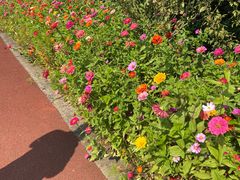 -上海长兴岛郊野公园