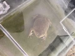 -灵龟之家百象馆(百象馆联合旗舰店)