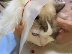 -宠爱国际动物医院· 猫科· 外科·中兽医(长白店)