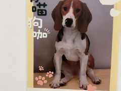 -有喵·猫咖·狗咖·40+猫狗有小奶狗(岗厦店)