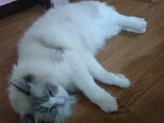 -李小姐の猫咖啡馆(五角场店)