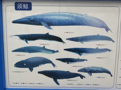 -上海海洋大学鱼文化博物馆(军工路校区)