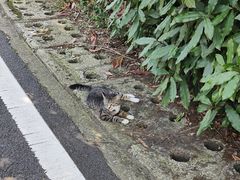 -宝界山林公园