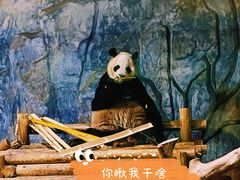 -深圳野生动物园
