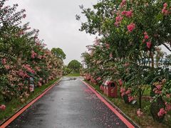 -武汉紫薇都市田园