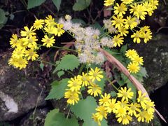 -藏龙百瀑风景区