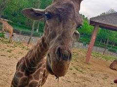 -石家庄市动物园