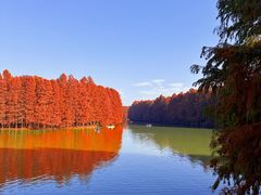 -上海海湾国家森林公园