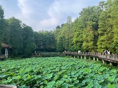 -深圳仙湖植物园