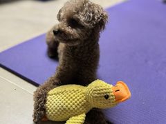 -天宠宠物医院24小时·急重症诊疗中心·全科·腔镜特色(和平分院)