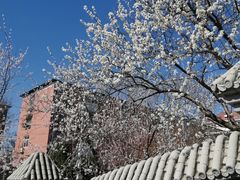 -桃花堤公园