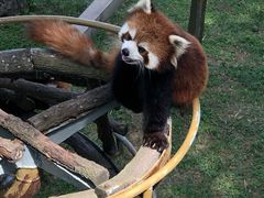 -西霞口神雕山野生动物世界