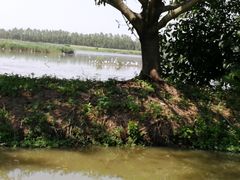 -大湾区中央湿地公园