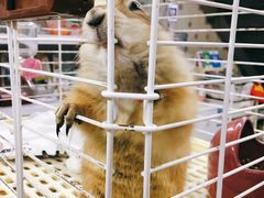 -钓仓鼠(洋桥北里小区店)