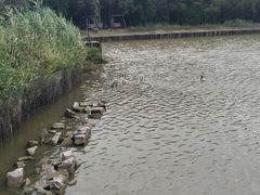 -盐城丹顶鹤湿地生态旅游区