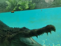 -广州长隆飞鸟乐园