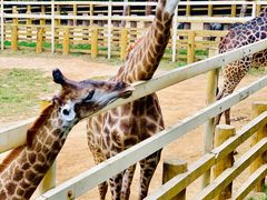 -西霞口神雕山野生动物世界