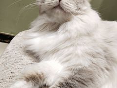 -藏猫猫咖啡主题馆(中央大道店)