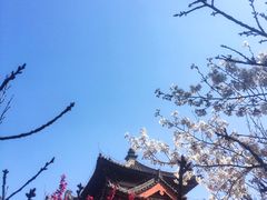 -西安青龙寺遗址景区