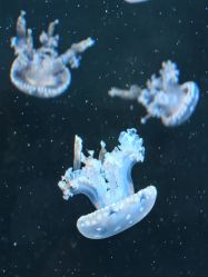 -Zoolung Zoolung动物主题公园(海信广场店)