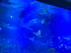 -烟台海昌鲸鲨海洋公园