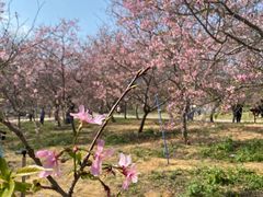 -天适樱花悠乐园
