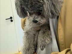 -天使宠物医院·犬猫分诊(彩虹店)