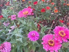 -西京湾花海