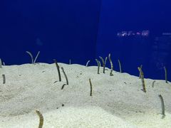 -上海海洋水族馆